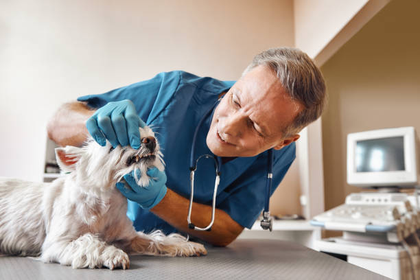 Best Knocked-Out Tooth Emergency  in Quartzsite, AZ